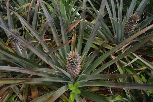 teriyaki pineapple wings tropical